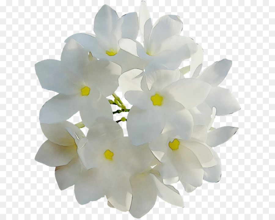 Flores Brancas，Florescer PNG