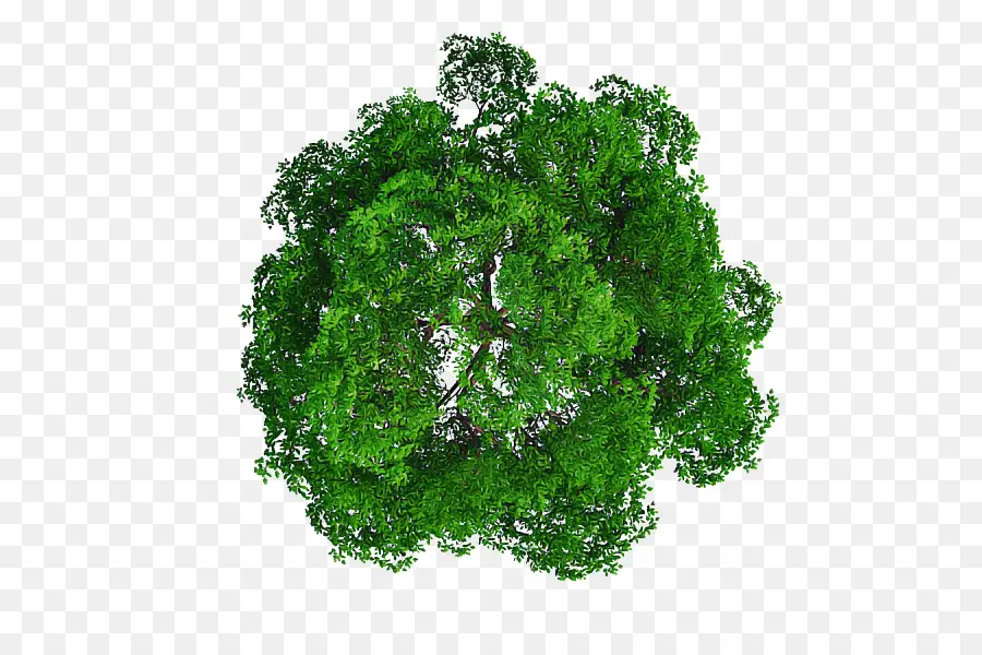 Verde，Folha PNG