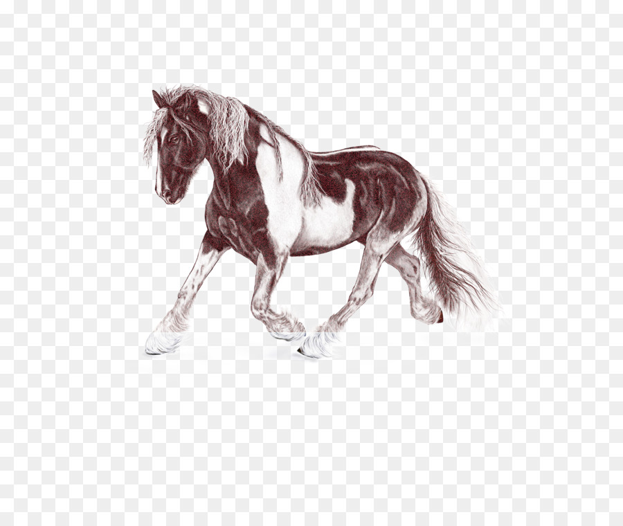 Cavalo，Mane PNG