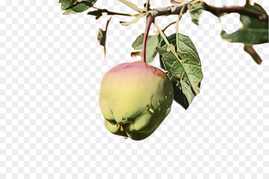 Planta，Frutas PNG