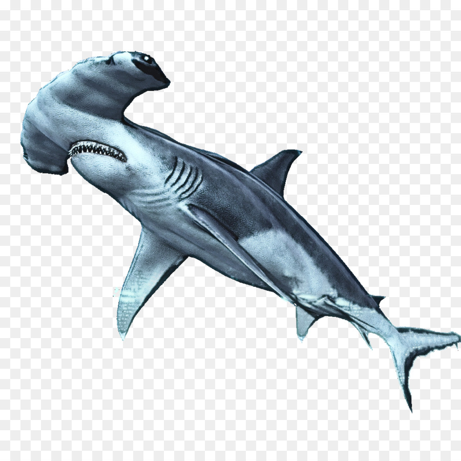 Peixe，Tubarão PNG