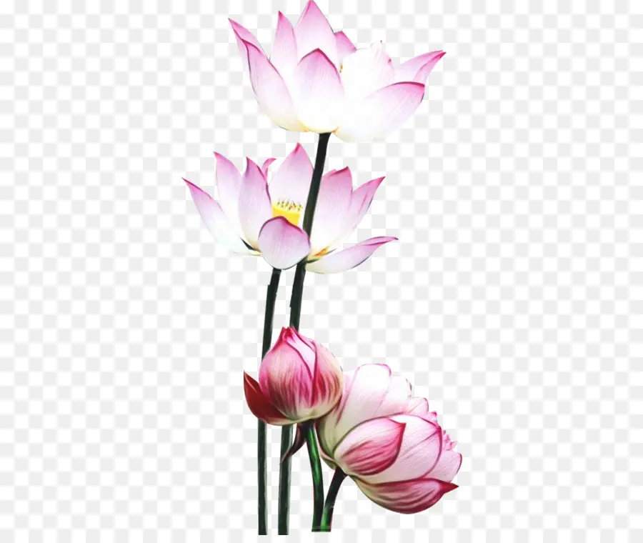 Lótus Rosa，Florescer PNG