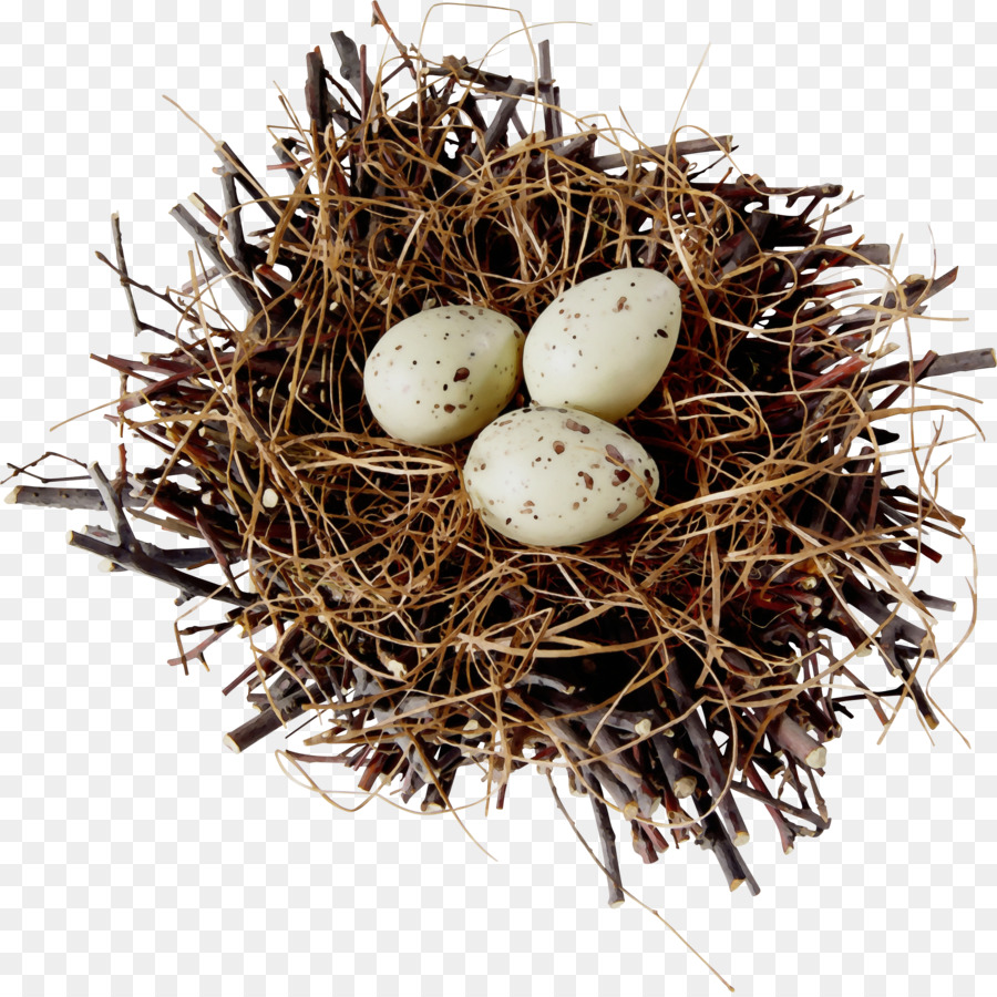 Ninho De Pássaro，Nest PNG