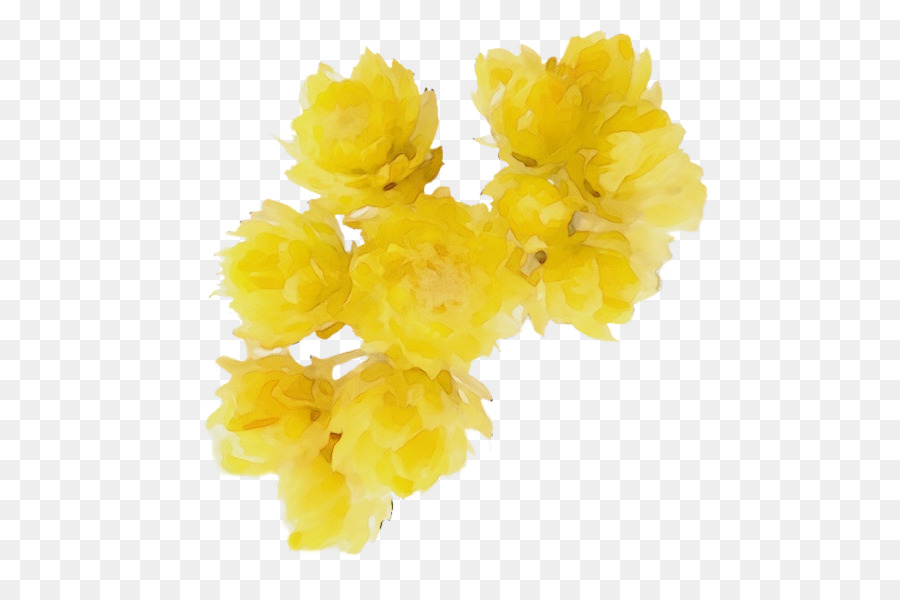 Amarelo，Flor PNG
