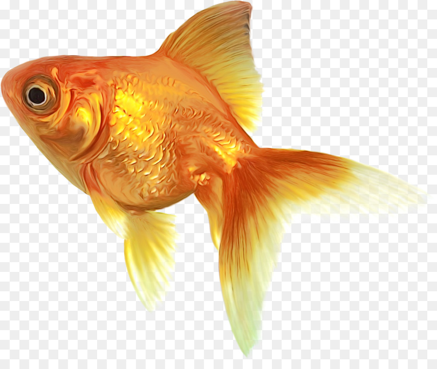 Peixe，Peixe Dourado PNG