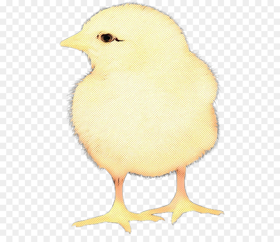 Aves，Amarelo PNG