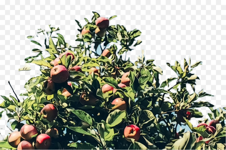 Planta De Floração，Plantar PNG