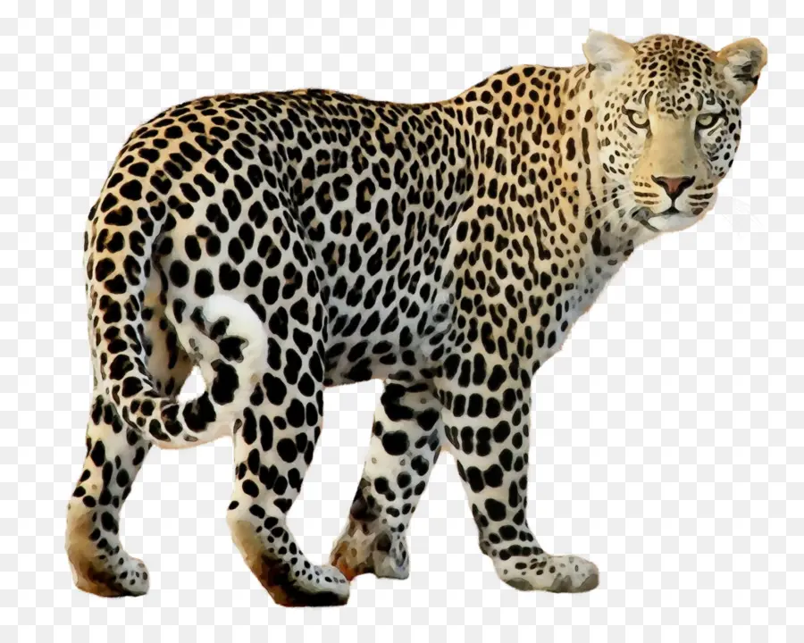 Dos Animais Terrestres，Leopard PNG
