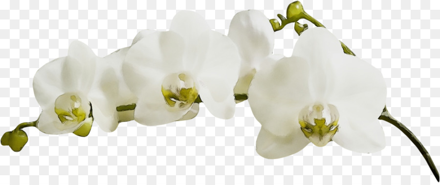 Branco，Flor PNG