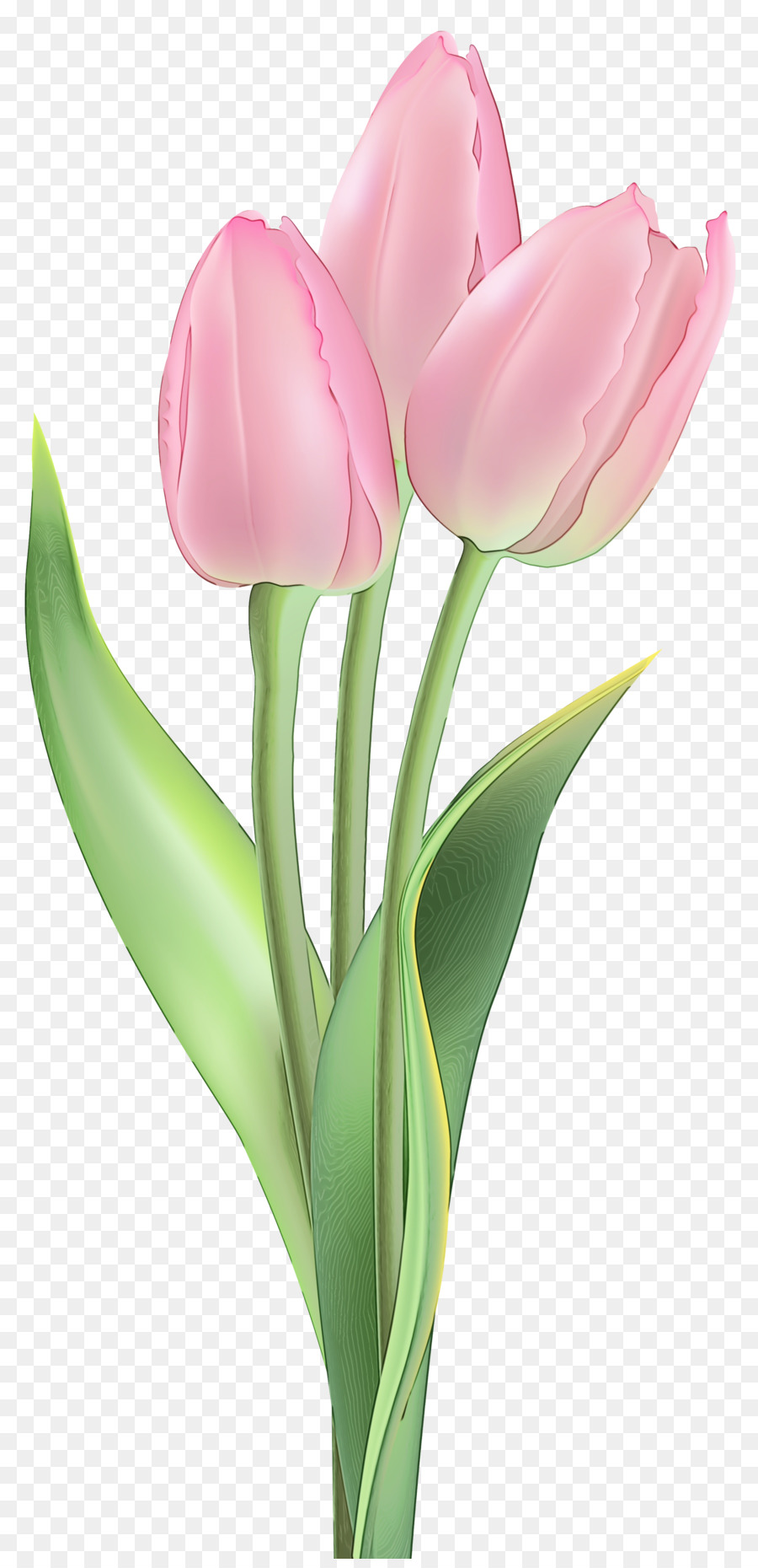 Tulipas Vermelhas，Florescer PNG