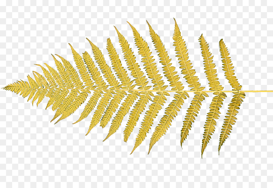 Amarelo，Plantas Vasculares PNG
