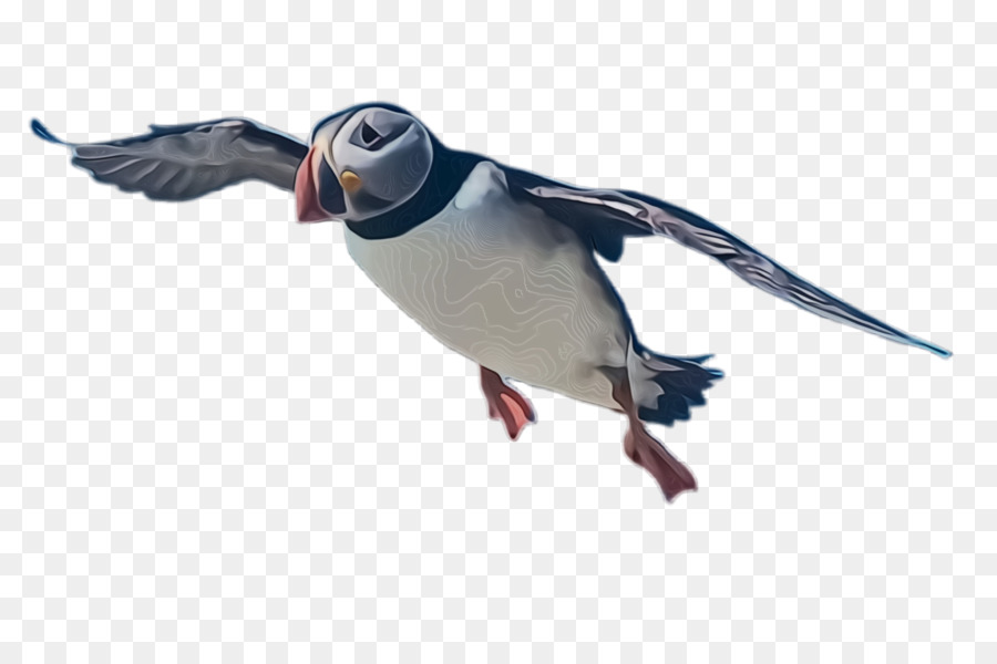 Aves，Puffin PNG
