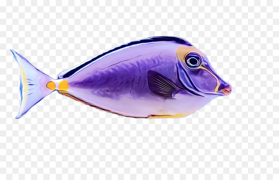 Peixe Colorido，Aquático PNG