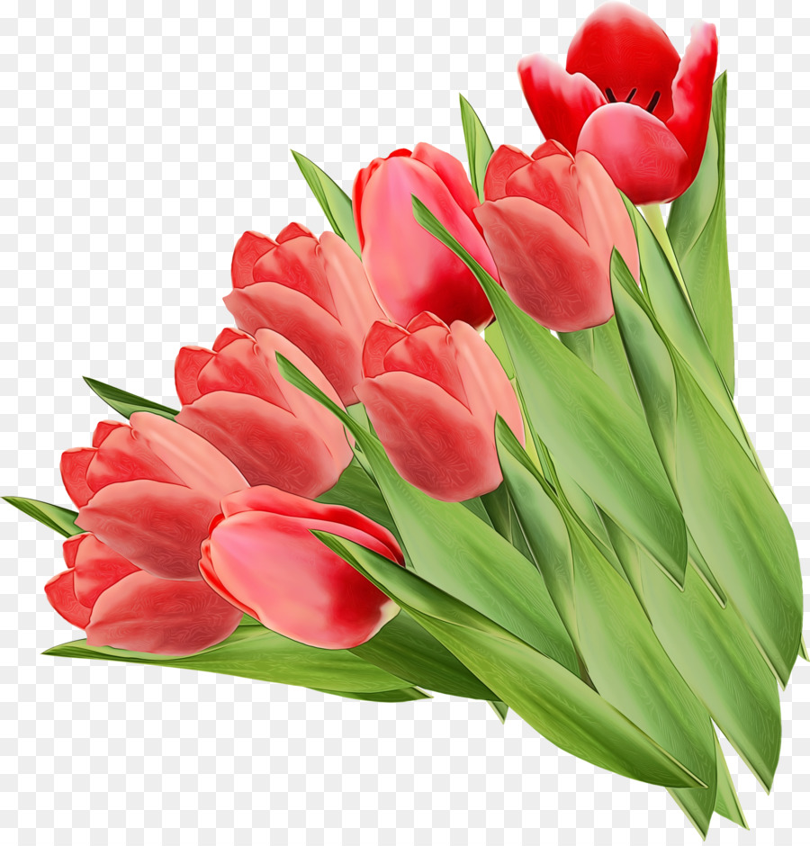 Tulipas Rosa，Ramalhete PNG