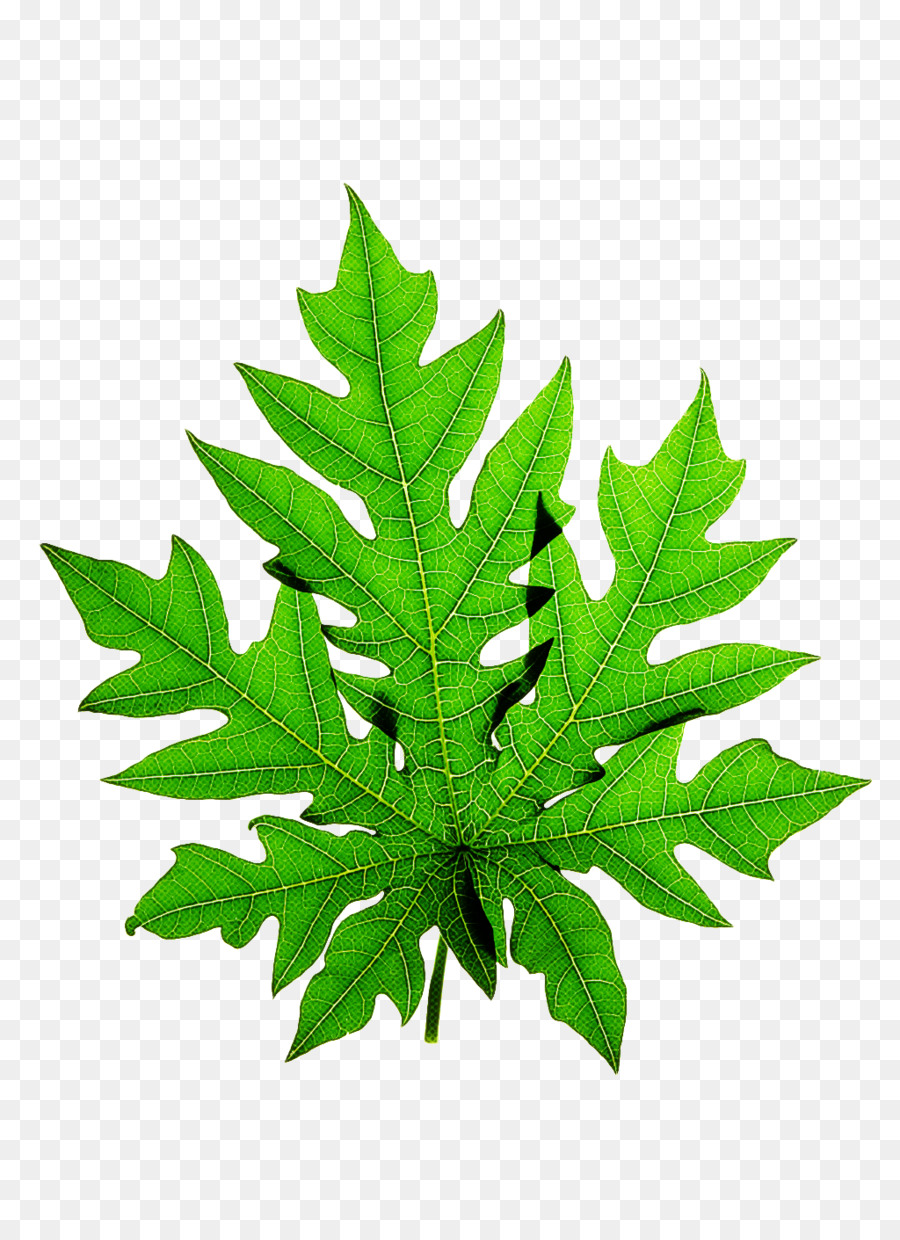 Folha De Cannabis，Maconha PNG