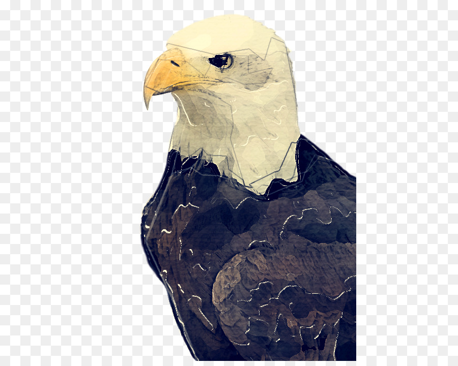 Aves，águia Careca PNG