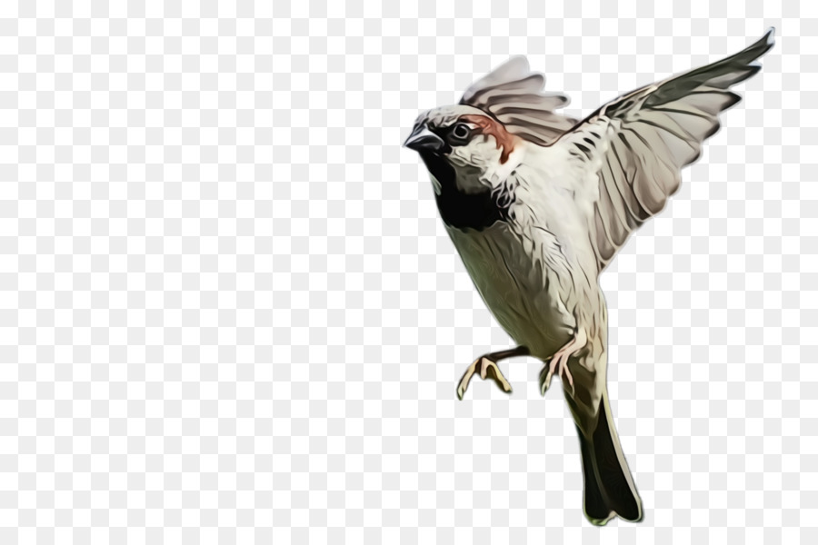 Aves，Bico PNG