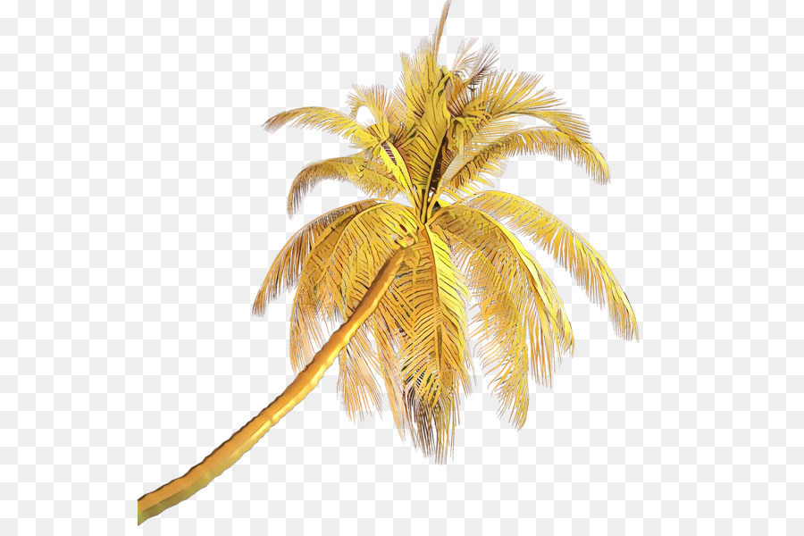 Palmeira，Coco PNG