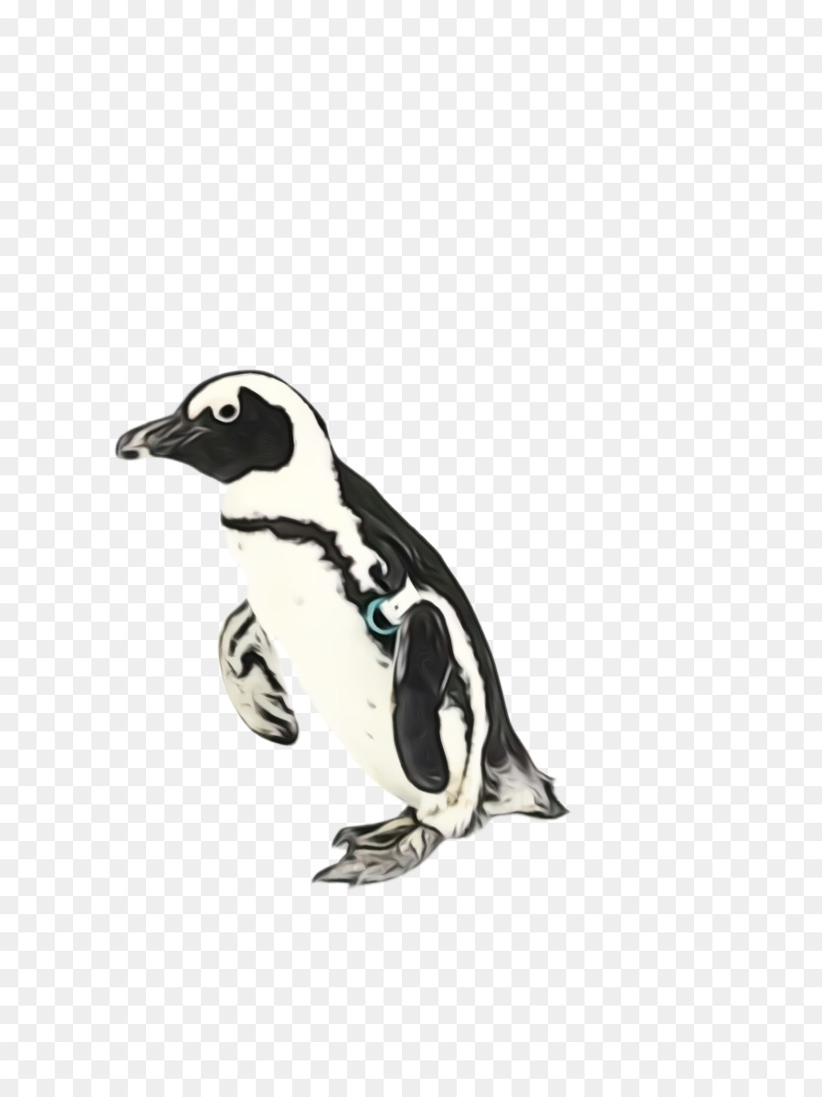 Penguin，Ave PNG