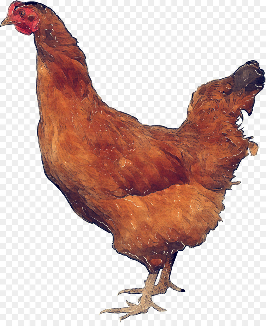 Frango，Galinha PNG