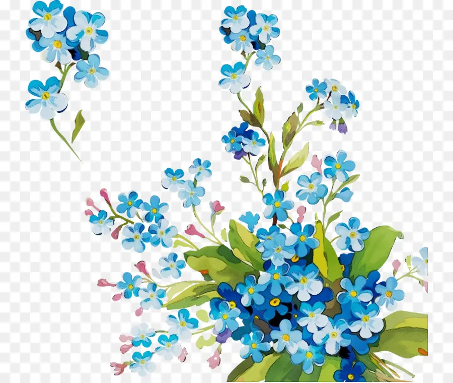 Esquecimento Alpino，Forgetmenot PNG