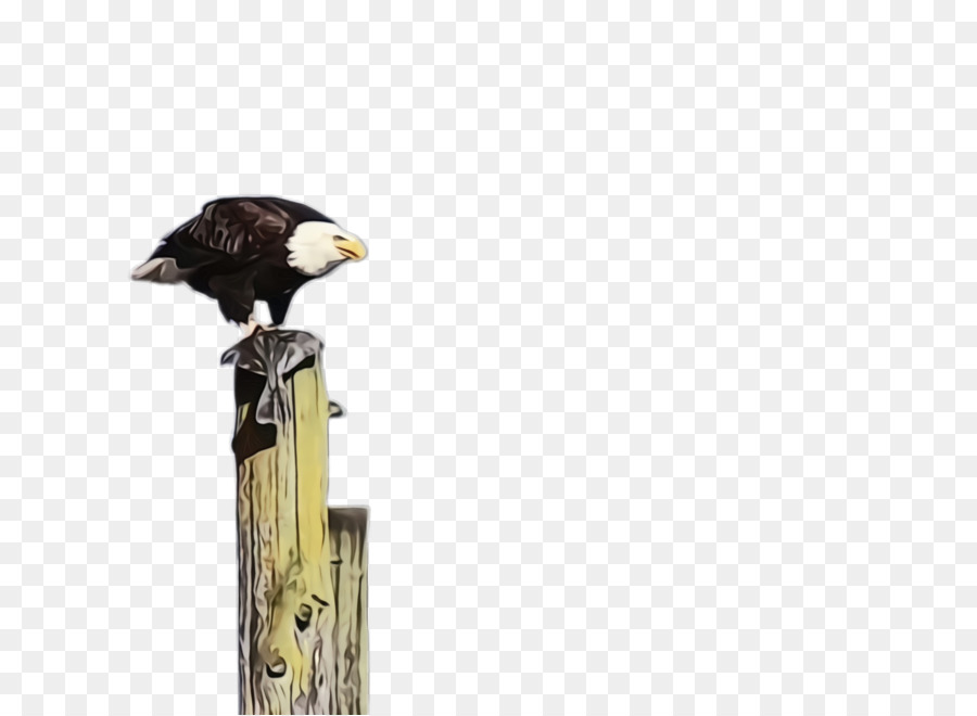 Aves，águia Careca PNG