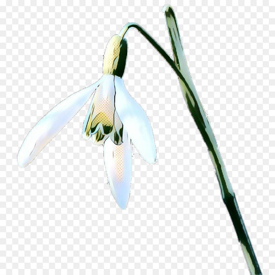Galanthus，Snowdrop PNG