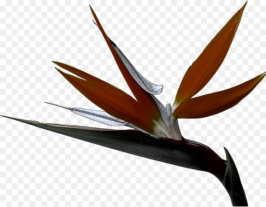 Flor，Florescer PNG