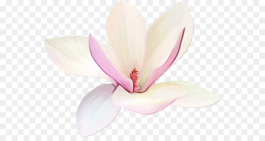 Flores，Florescer PNG