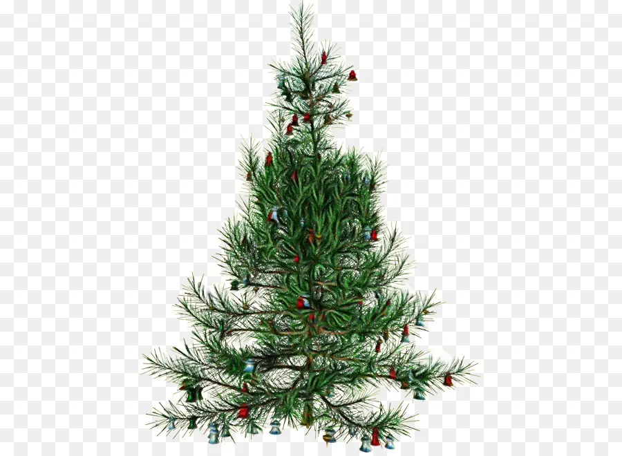 árvore De Natal，Abeto Preto De Folhas Curtas PNG