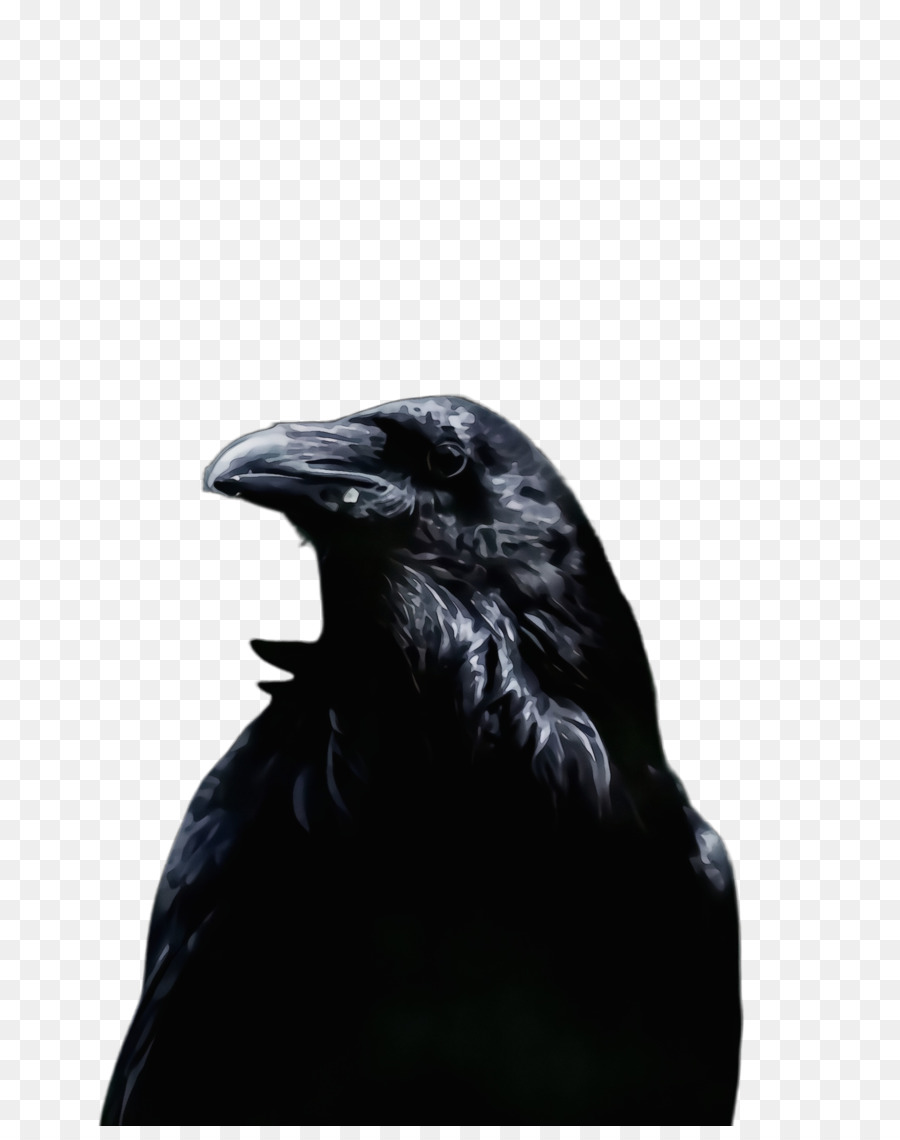 Preto，Raven PNG