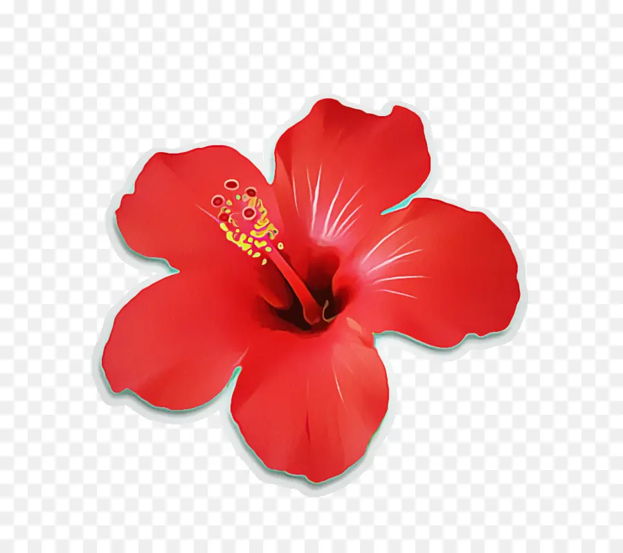 Hibiscus，A Floração Da Planta PNG