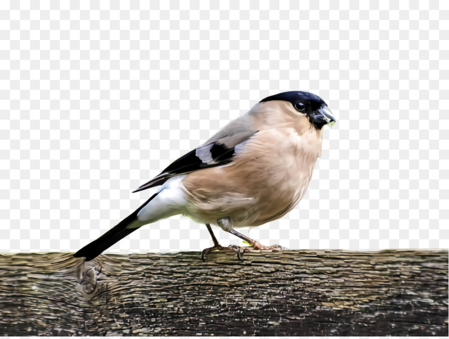 Aves，Bico PNG