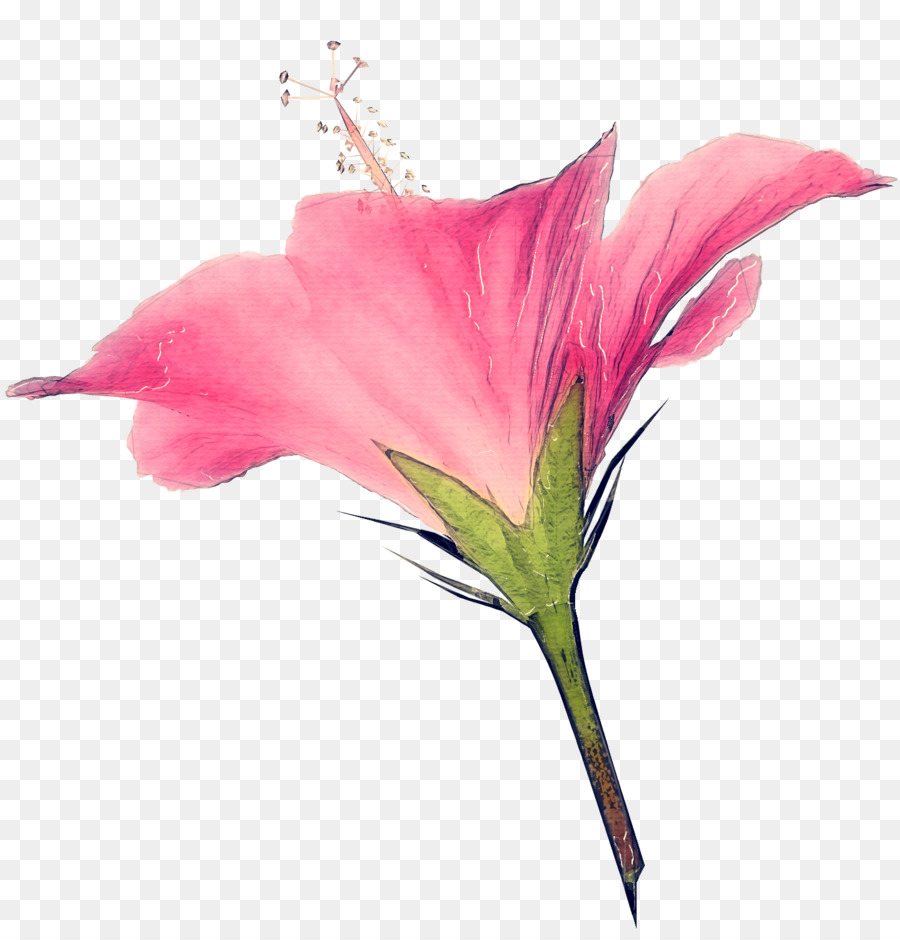 Flor，Planta De Floração PNG