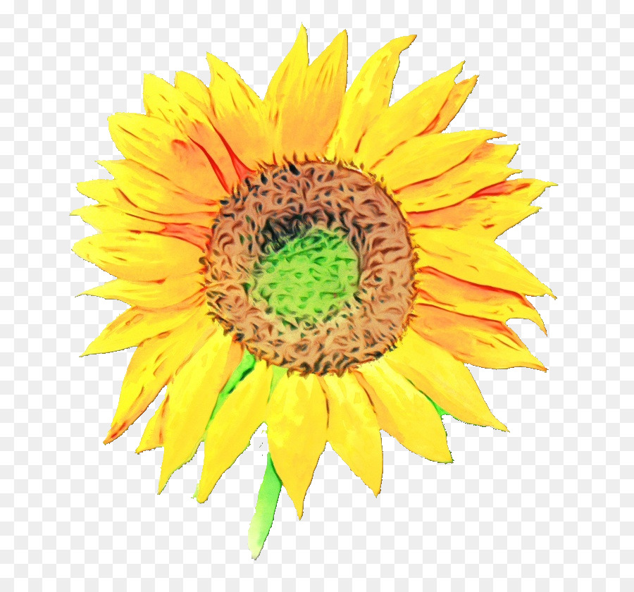 Girassol Amarelo，Flor PNG