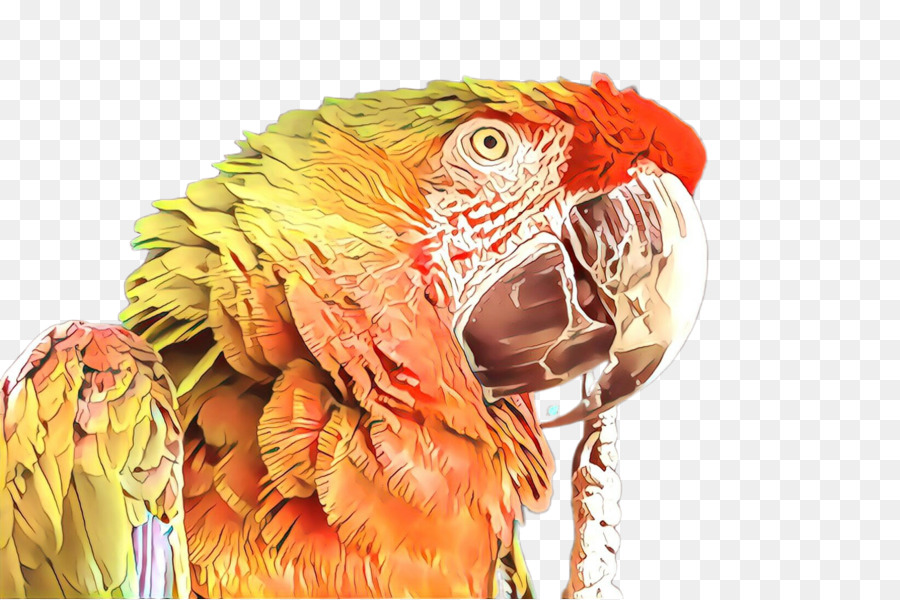 Macaw，Pássaro PNG