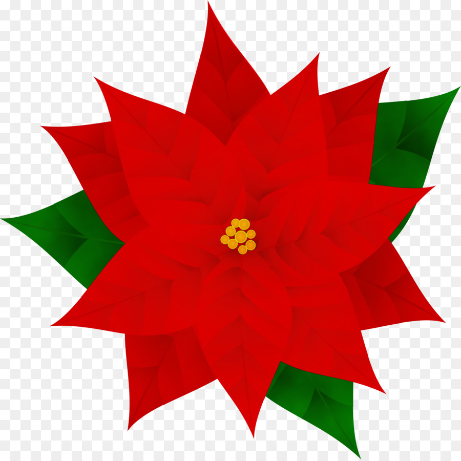 Vermelho，Poinsettia PNG