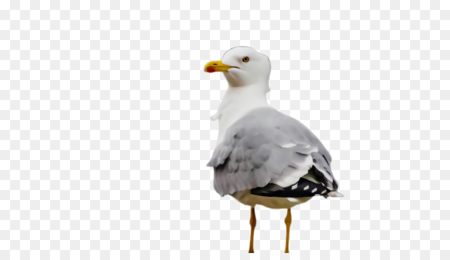 Gaivota，Branco PNG