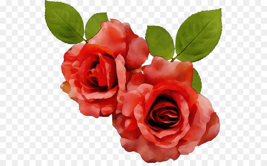 Flor，Rosas Do Jardim PNG