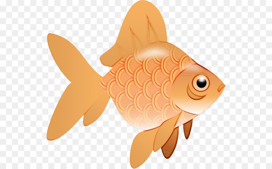 Peixe，Peixe Dourado PNG
