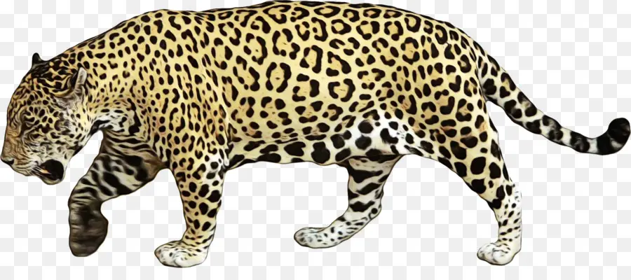 Animal Terrestre，Jaguar PNG