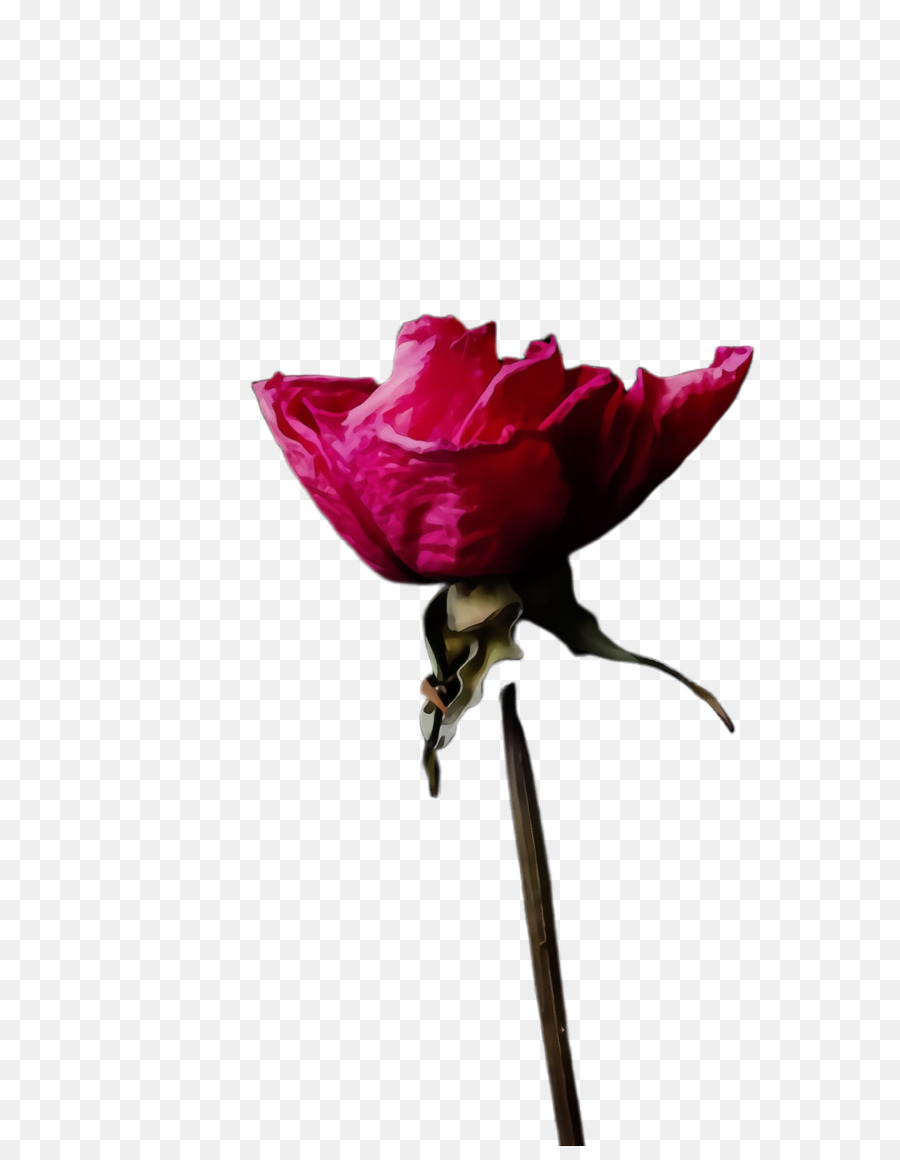 Rosa，Florescer PNG