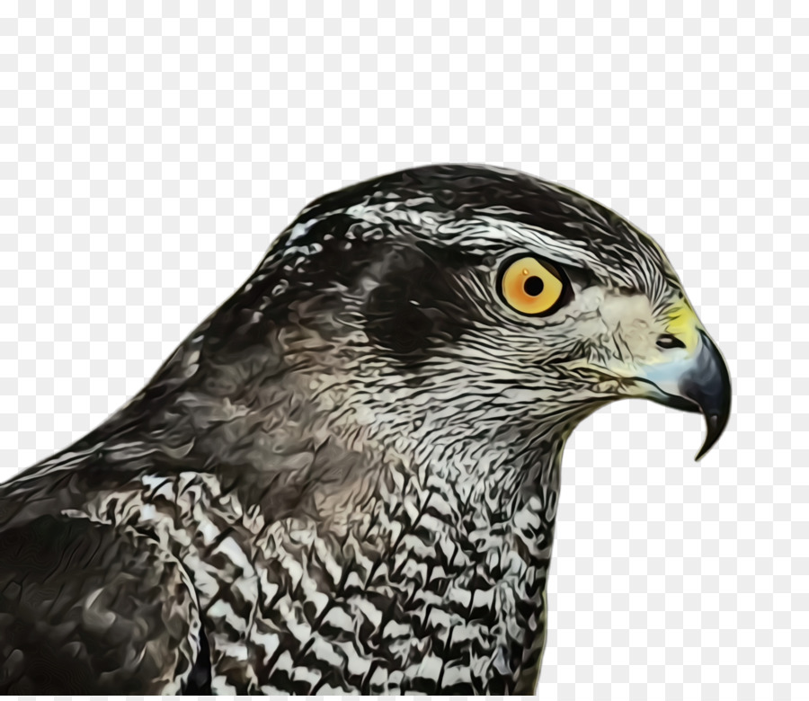 Aves，Bico PNG