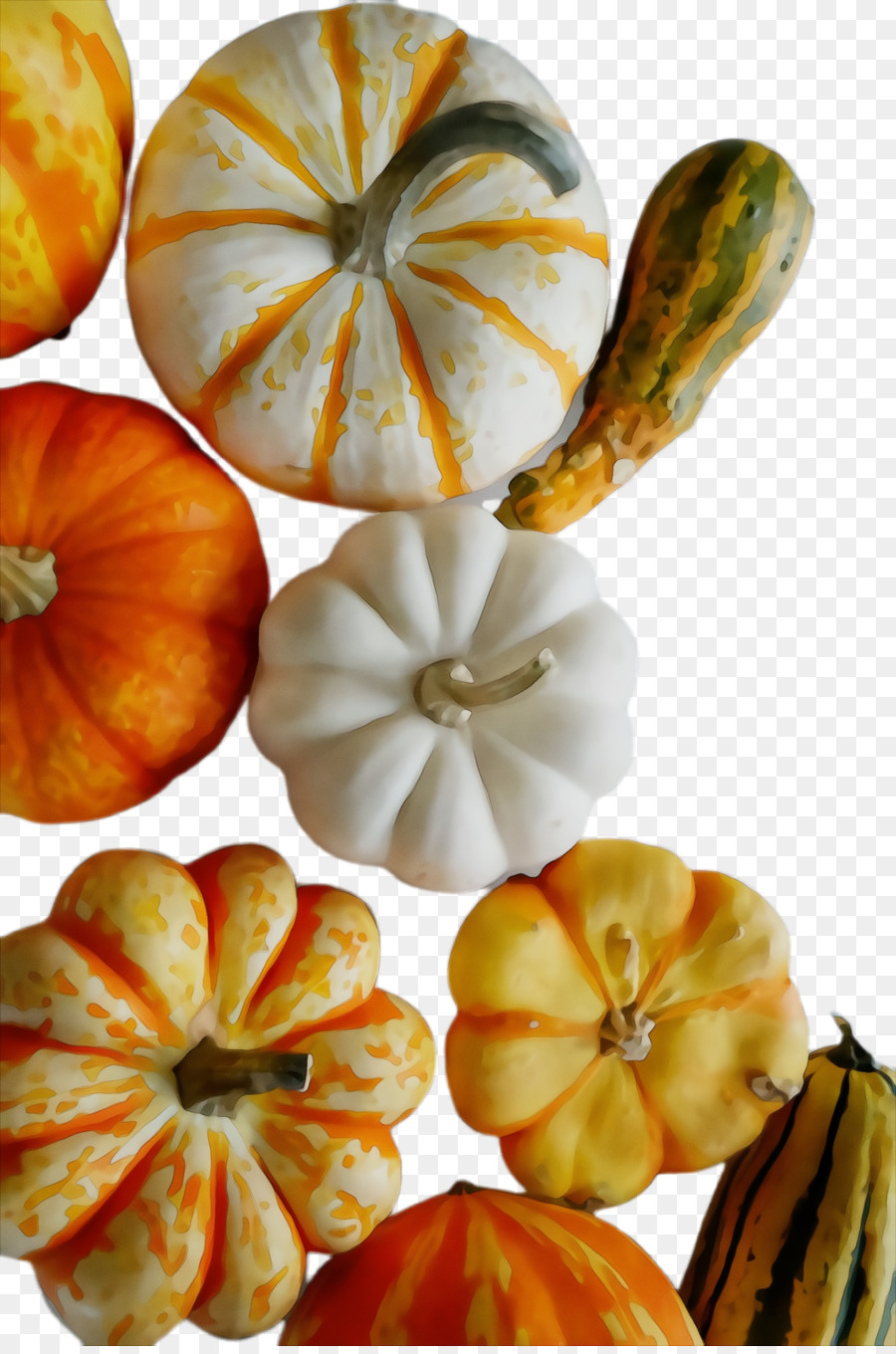 Cucurbita，Abóbora De Inverno PNG