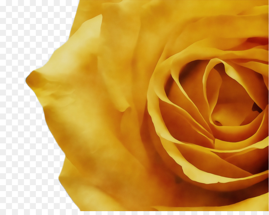 Rosa Branca，Florescer PNG