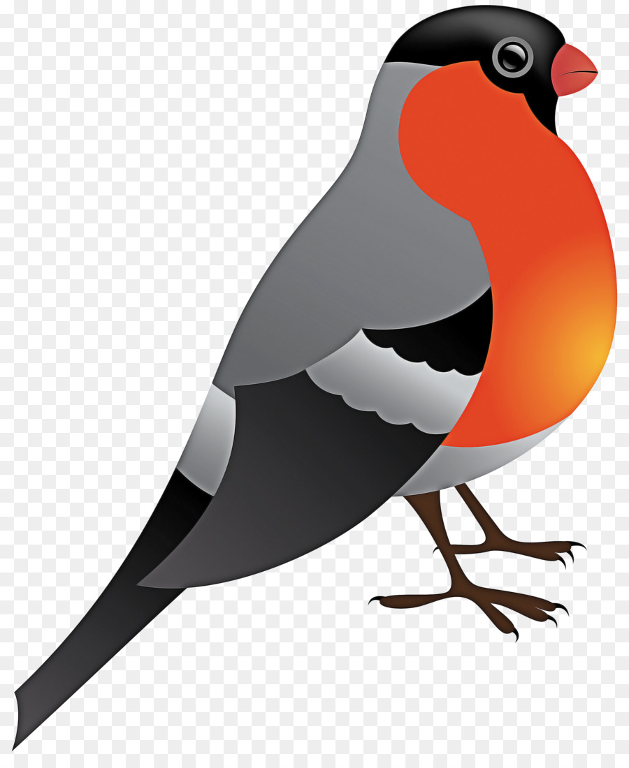 Aves，Bico PNG