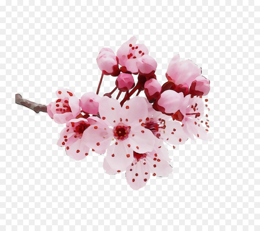 Flor，Florescer PNG