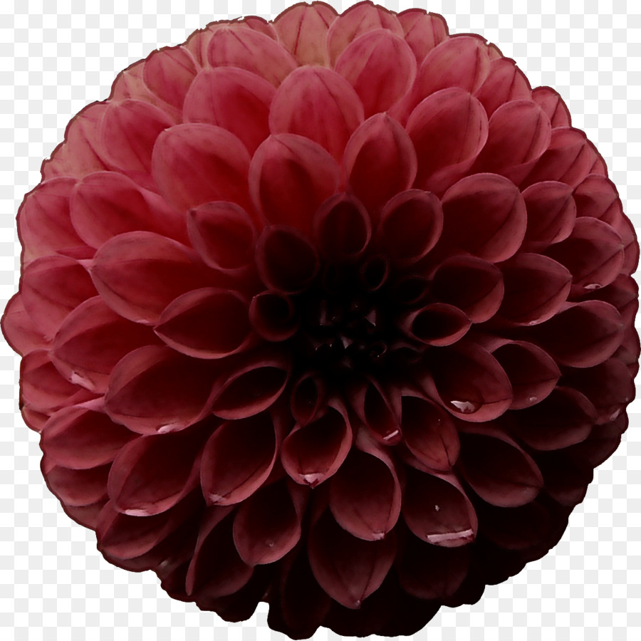 Dahlia，Flor PNG