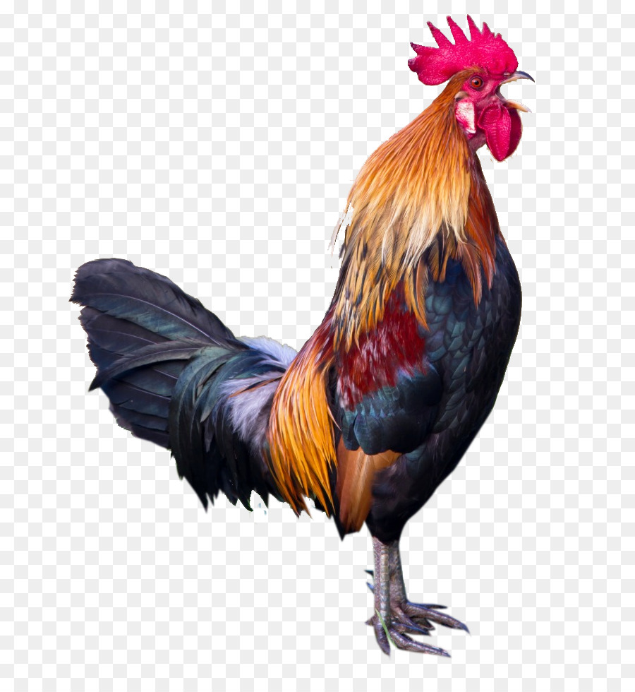 Pássaro，Frango PNG