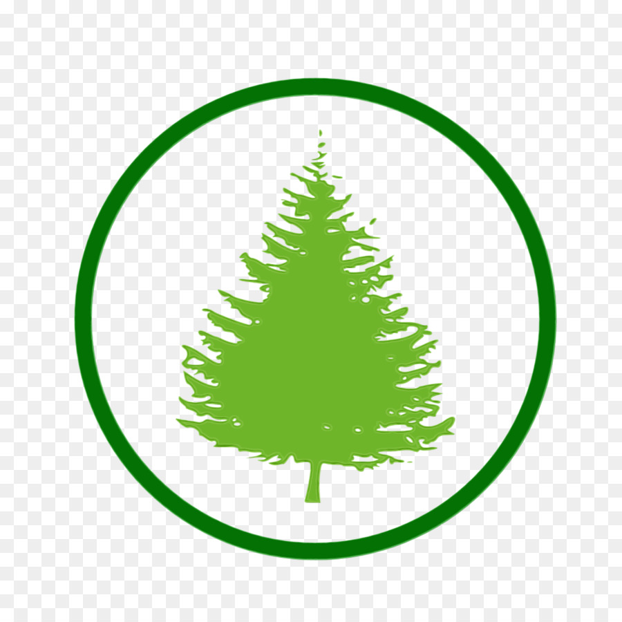 árvore De Natal，Colorado Spruce PNG